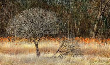 Original Landscape Photography by TREMBLAY photographer