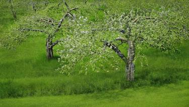 Apple Tree, Frelisbugh thumb