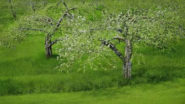 Original Fine Art Tree Photography by TREMBLAY photographer