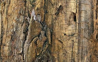 Original Expressionism Tree Photography by TREMBLAY photographer