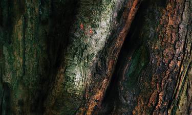 Original Contemporary Tree Photography by TREMBLAY photographer