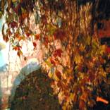 Still Life with Leafs by Stepan Kafka