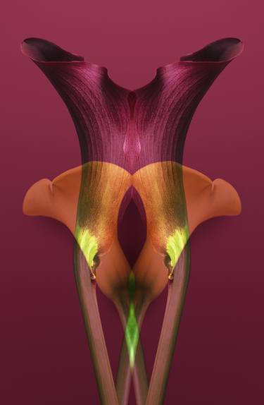 Yellow & Burgundy Calla Lilies - Limited Edition of 10 thumb