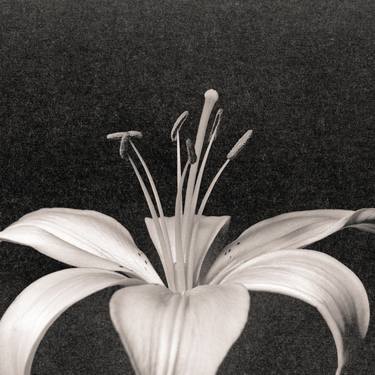 Lilium No.2 - Limited Edition of 15 thumb