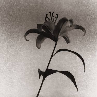 Lilium No.4 - Limited Edition of 15 thumb