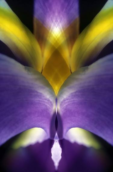 Purple Iris No.1 - Limited Edition of 10 thumb