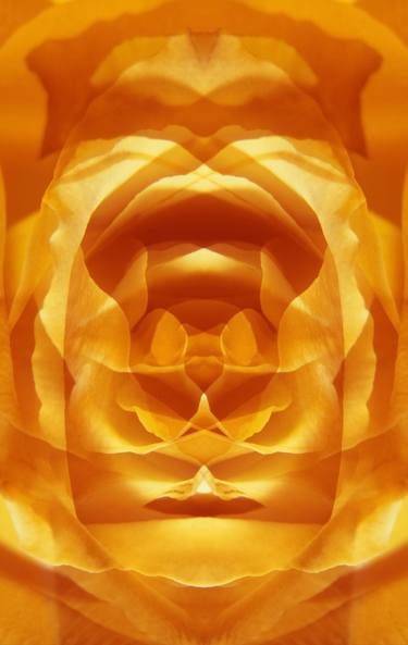 Orange Rose - Limited Edition of 10 thumb
