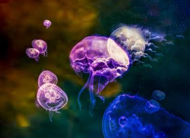 Jellyfish dreams thumb