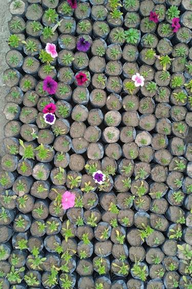Aerial view of colorful flowers thumb