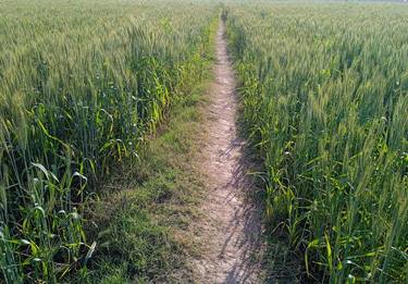 Wheat field with pathway thumb
