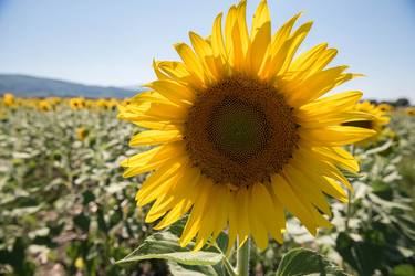 Print of Documentary Floral Photography by Leyla Abas Tomova