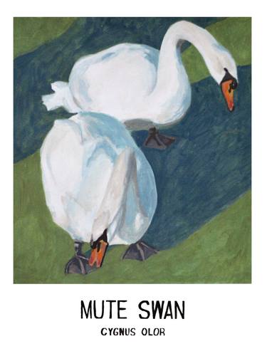 Mute Swan thumb