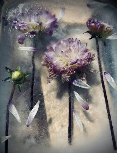 Original Fine Art Floral Photography by Corinne Cobabe