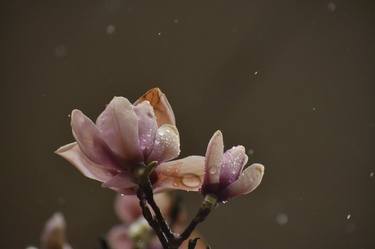 A early spring magnolia flowers in the rain thumb