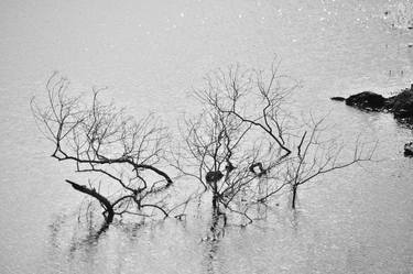 Original Minimalism Nature Photography by Serenity Mitchell