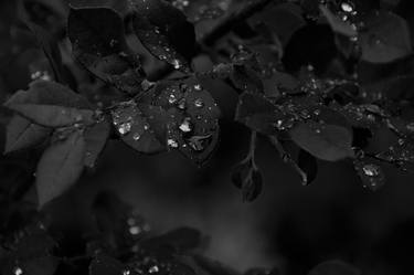 Monochrome of rain drops on maroon leaves. thumb