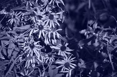 cyanotype photograph of black eyed Susan thumb