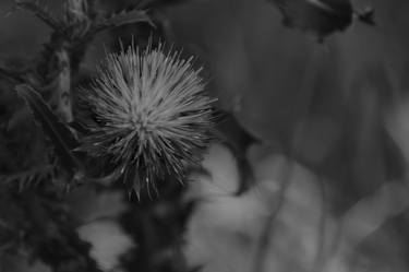 Texas thistle purple thumb