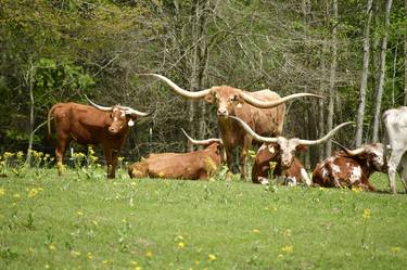 Longhorn resting in a herd thumb