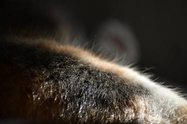 Original Contemporary Animal Photography by Serenity Mitchell