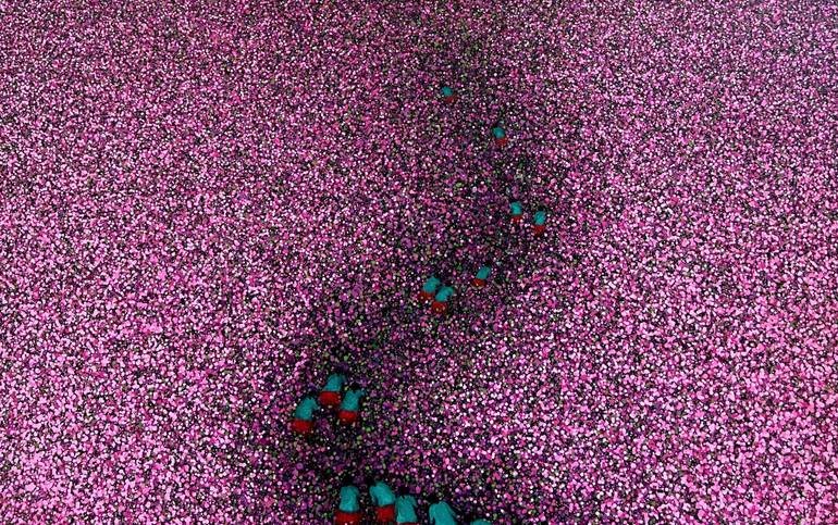 Original Impressionism Nature Painting by Trong Thuong Tran