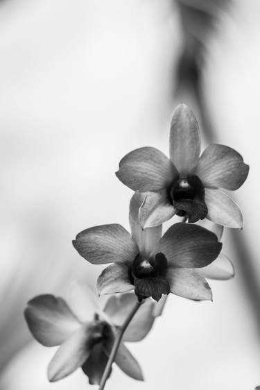 black and white flower thumb