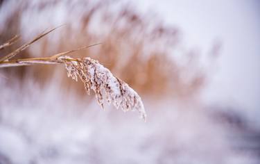 Print of Fine Art Nature Photography by james Ambler