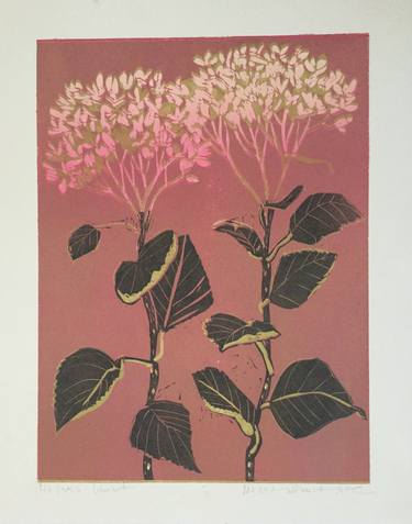 Original Illustration Botanic Printmaking by Marta Wakula-Mac