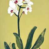 White Orchid by Marta Wakula-Mac