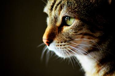 Print of Cats Photography by Nicole Tang