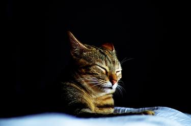 Print of Cats Photography by Nicole Tang