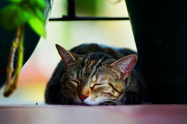 Print of Realism Cats Photography by Nicole Tang
