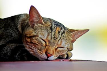 Print of Realism Cats Photography by Nicole Tang