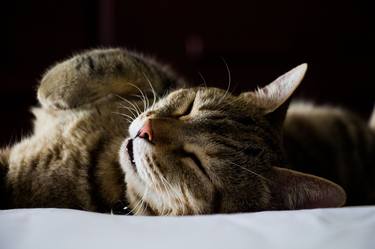 Original Cats Photography by Nicole Tang