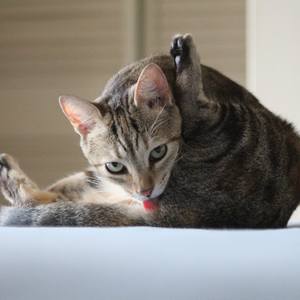 Collection Cat Photography