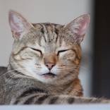 Collection Cat Photography