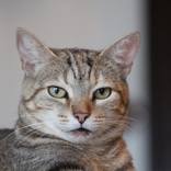 Collection Cat Photography