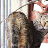 Collection Cat Photography