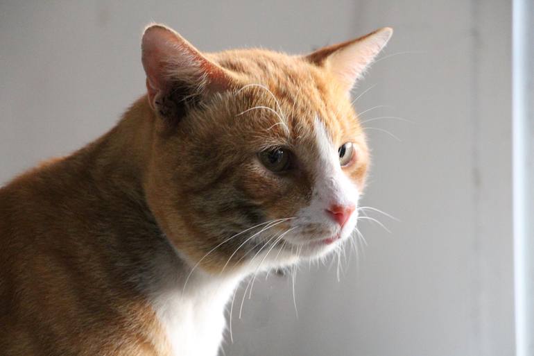 Portrait of a Once Stray Cat Photography by Nicole Tang Saatchi Art