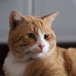 Collection Garfield