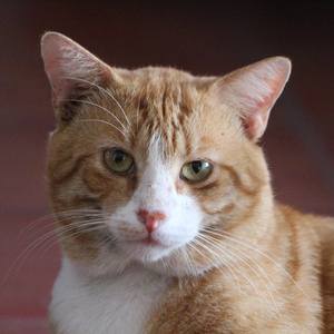 Collection Garfield