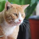 Collection Garfield