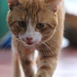 Collection Garfield