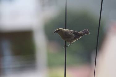 Original Realism Animal Photography by Nicole Tang