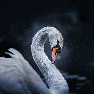 Swan Swiming in the Water Photography thumb