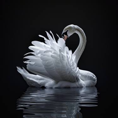 Swan Swiming Black them thumb