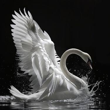 Swan Flying with Black Background thumb