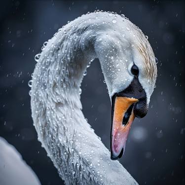 Swan Face in the Rain thumb
