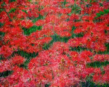 Clustered amaryllis, in its peak thumb