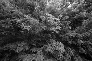 Wind And Forest in Winter (Black and White) thumb